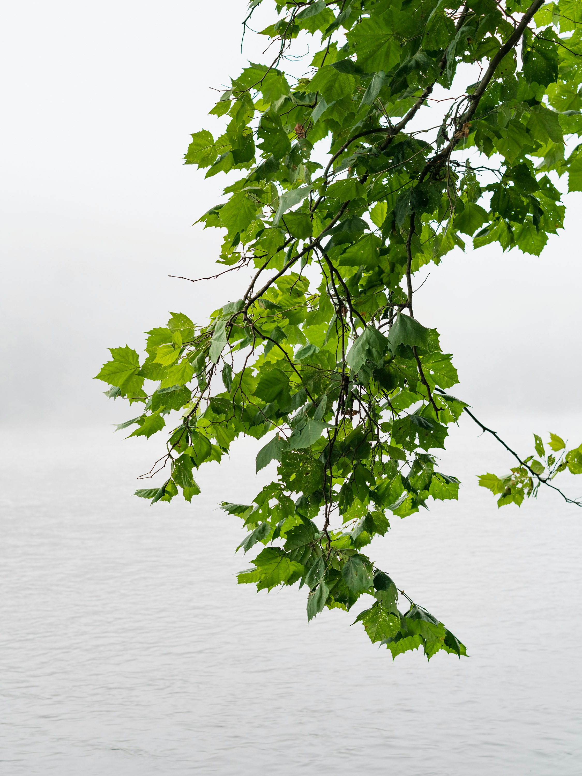 green tree near body of water during daytime